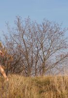 ATK Exotics: Agnes (Agnes in nudism)