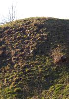 Agnes from ATK Exotics