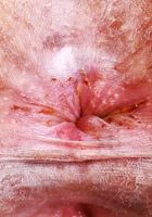 ATK Exotics: Ameena Green (Naughty maid Ameena is made to please.)