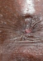 Ana Foxxx from ATK Exotics