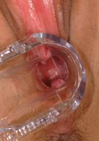 ATK Exotics: Angelica (Angelica in toys)