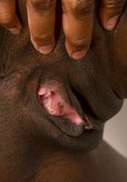 ATK Exotics: Amari Anne (Anne Amari sexy lingerie strip)