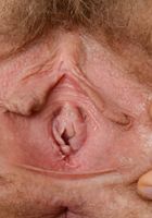 Apricot Pitts in young and hairy, Apricot Pitts (apr024) ATK Natural & Hairy: Apricot Pitts (Apricot Pitts in young and hairy)