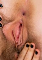 Apricot Pitts in young and hairy, Apricot Pitts (apr024) ATK Natural & Hairy: Apricot Pitts (Apricot Pitts in young and hairy)