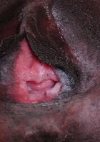 ATK Exotics: Bella Dahl (Bella has a very beautiful smile.)