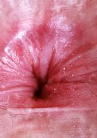 ATK Petites: Big Eyes (Big Eyes might be a cow)