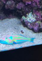 ATK Galleria: Brooke Haze (Brooke Haze virtual date)