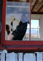 ATK Premium: Charisma (Charisma in artistic)