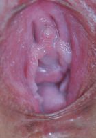 ATK Petites: Clarice (Clarice in asians)