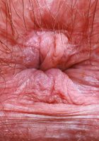 ATK Petites: Annabelle Lee (Annabelle Lee Big Hairy Pussy Spreads)