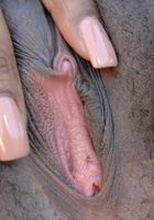 ATK Exotics: Ebony (Ebony in nudism)