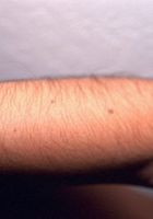 ATK Exotics: Gloria (Gloria in latinas)