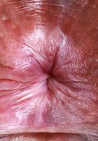 Isabella Jules from ATK Exotics