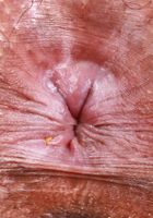 Isabella Jules from ATK Exotics