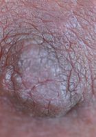 ATK Petites: Jenny (Jenny in asians)