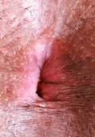 ATK Exotics: Journey Love (Journey Love in baby blue)