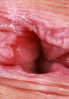 Julia James from ATK Exotics