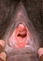 Kadia from ATK Exotics