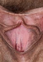 ATK Natural & Hairy: Kitten Coyote (Kitten Coyote in mature and hairy)