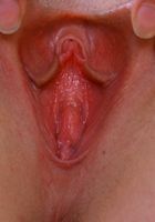 ATK Exotics: Leila (Leila in latinas)