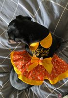 ATK Galleria: Lily Adams (Lily Adams Tiny Tight Dress)