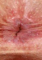 ATK Petites: Lilly Bell (Lily Bell Strips and Spreads)