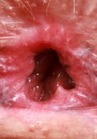 ATK Galleria: Lysagna Delray (Lysagna DelRay Ass Up Spreading)