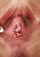 ATK Exotics: Madi Laine (Madi Laine Spreading)