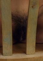 ATK Exotics: Maria (Maria in east indian)