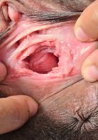 Olivia Green from ATK Natural & Hairy