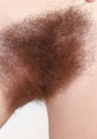 ATK Natural & Hairy: Pearl Sage (Pearl Sage in young and hairy)