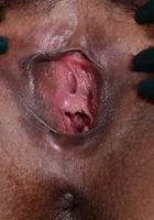 ATK Exotics: Rozey Royalty (Rozey Royalty in asians)