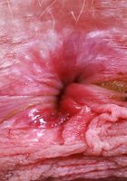 Sahara Skye from ATK Natural & Hairy