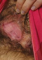 ATK Exotics: Sophia (Sophia in latinas)