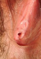 ATK Exotics: Tiffany (Tiffany in asians)