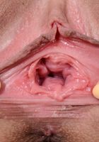 ATK Exotics: Vanna Bardot (Vanna Bardot in latinas)