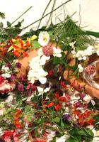 ATK Premium: Viktoria (Viktoria in artistic)